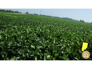Property photo 19 - 470 Acres Mostly Productive Tillable Land - 6 Tracts